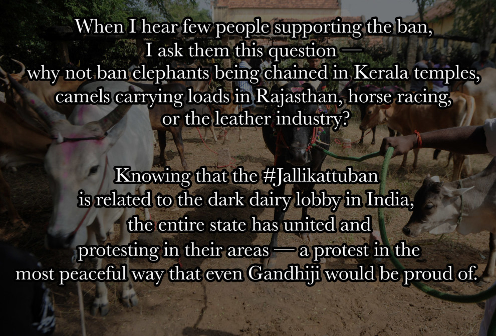 Jallikattu ban