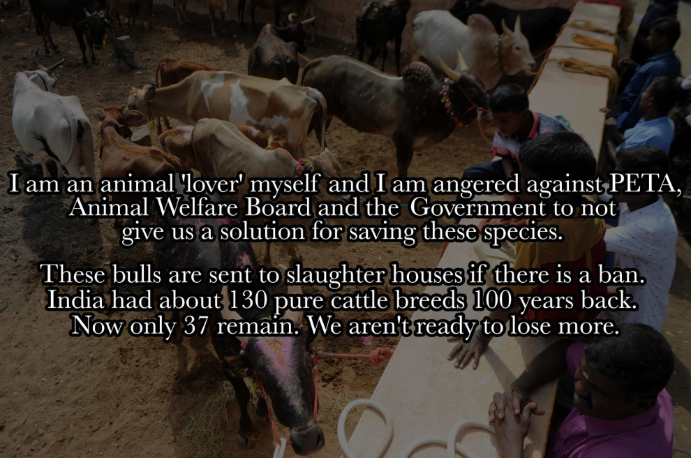 Jallikattu ban