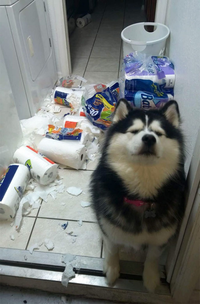 23 Photos Of Messy Pets Shared By Their Owners Is The Best Thing You