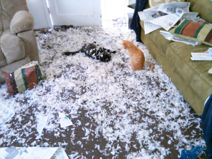 messy pets